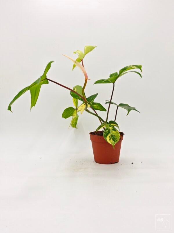 Philodendron Florida Beauty Variegata 2 - Imagen 6
