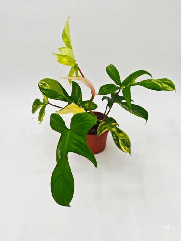 Philodendron Florida Beauty Variegata 2 - Imagen 7