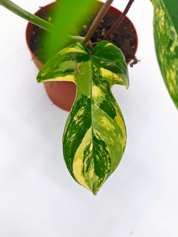 Philodendron Florida Beauty Variegata 2 - Imagen 8