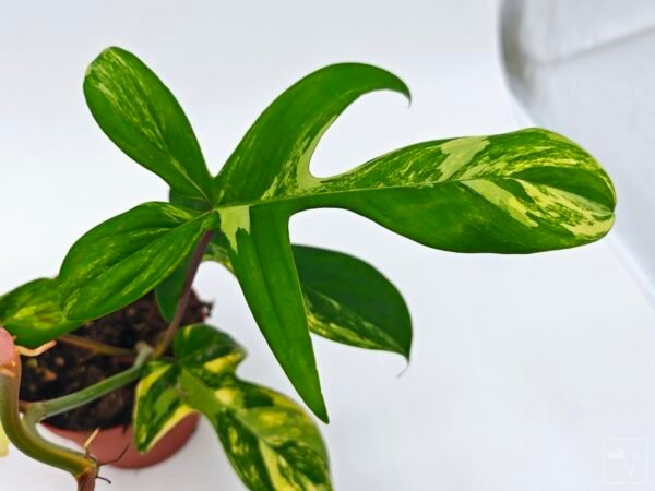 Philodendron Florida Beauty Variegata 2 - Imagen 9