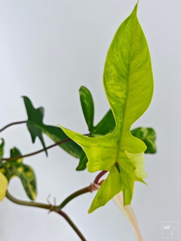 Philodendron Florida Beauty Variegata 2 - Imagen 10