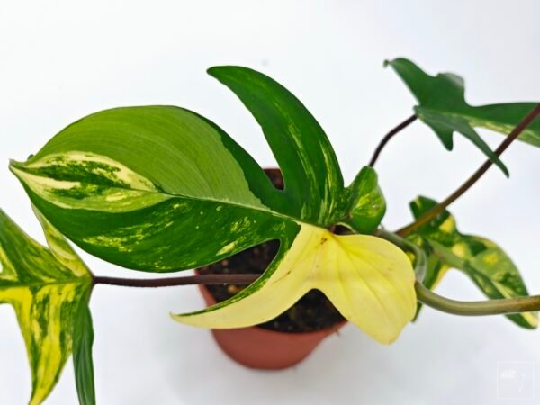 Philodendron Florida Beauty Variegata 2 - Imagen 11