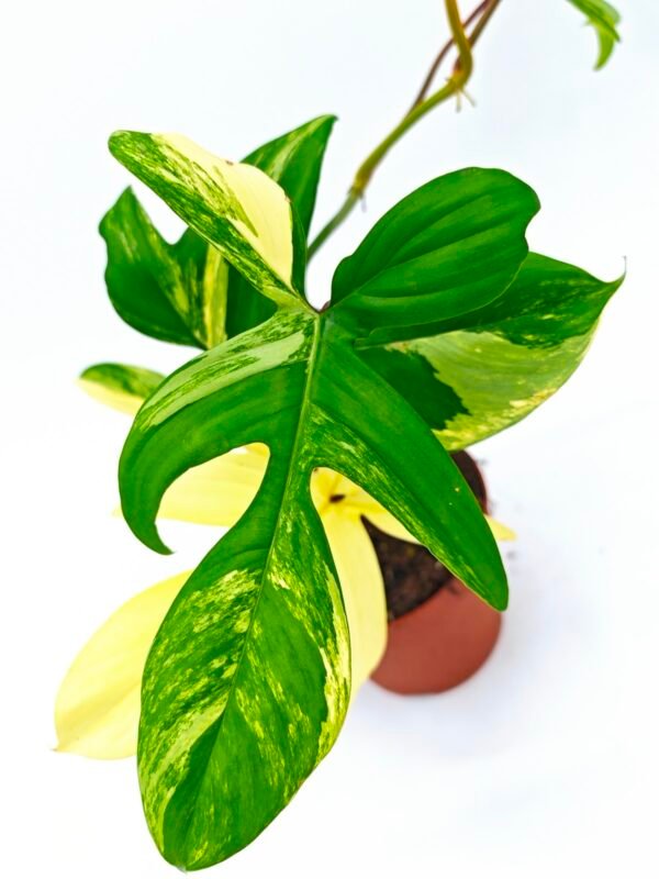 Philodendron Florida Beauty Variegata 3