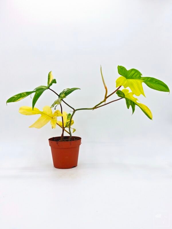 Philodendron Florida Beauty Variegata 3 - Imagen 3