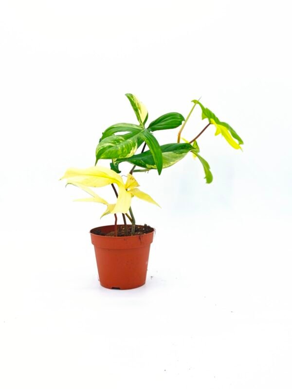 Philodendron Florida Beauty Variegata 3 - Imagen 4