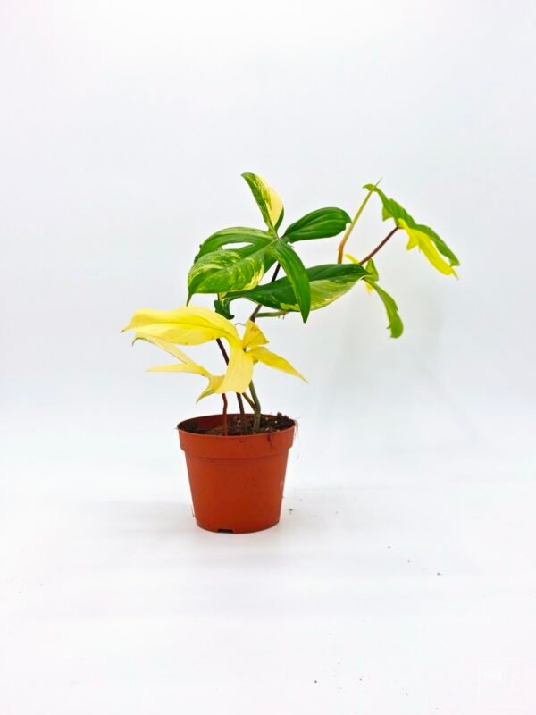 Philodendron Florida Beauty Variegata 3 - Imagen 5