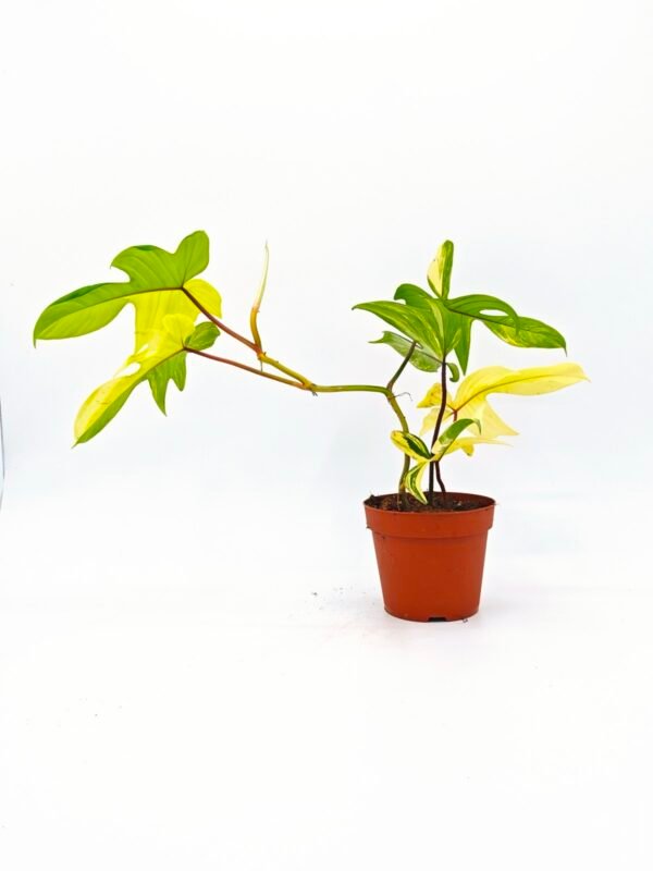 Philodendron Florida Beauty Variegata 3 - Imagen 6