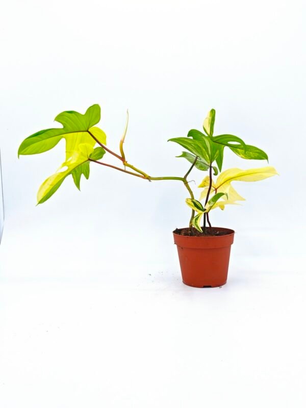 Philodendron Florida Beauty Variegata 3 - Imagen 7