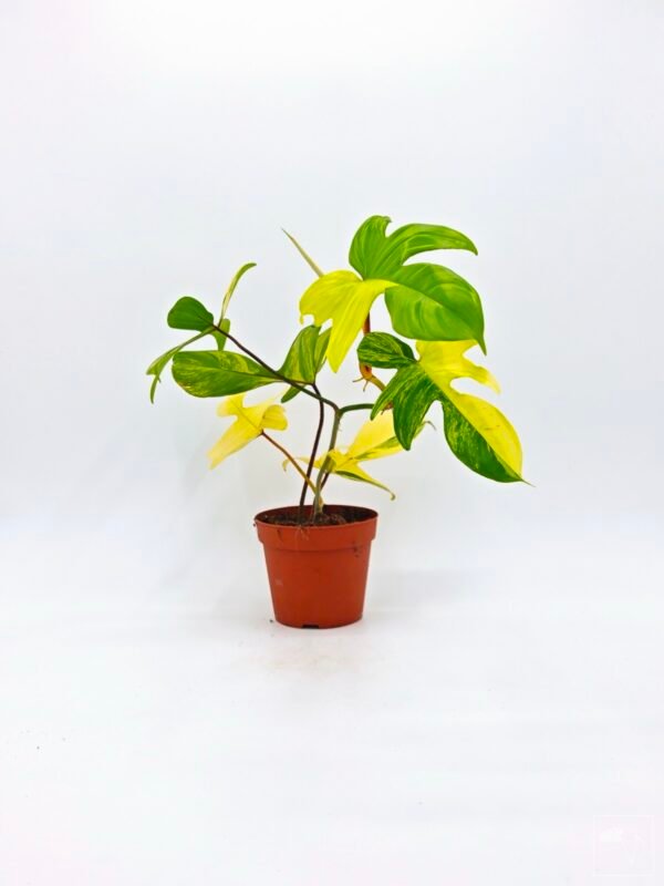Philodendron Florida Beauty Variegata 3 - Imagen 8
