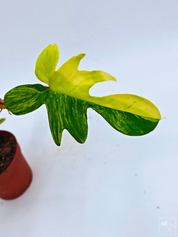 Philodendron Florida Beauty Variegata 3 - Imagen 9
