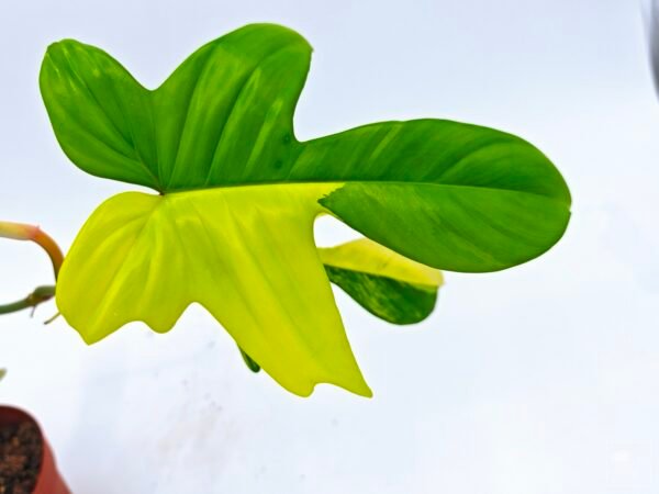 Philodendron Florida Beauty Variegata 3 - Imagen 10
