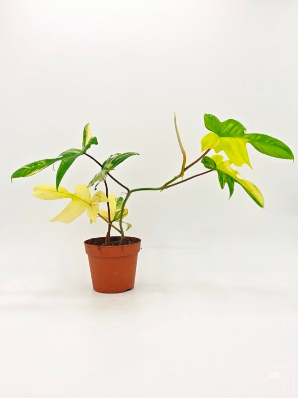 Philodendron Florida Beauty Variegata 3 - Imagen 11