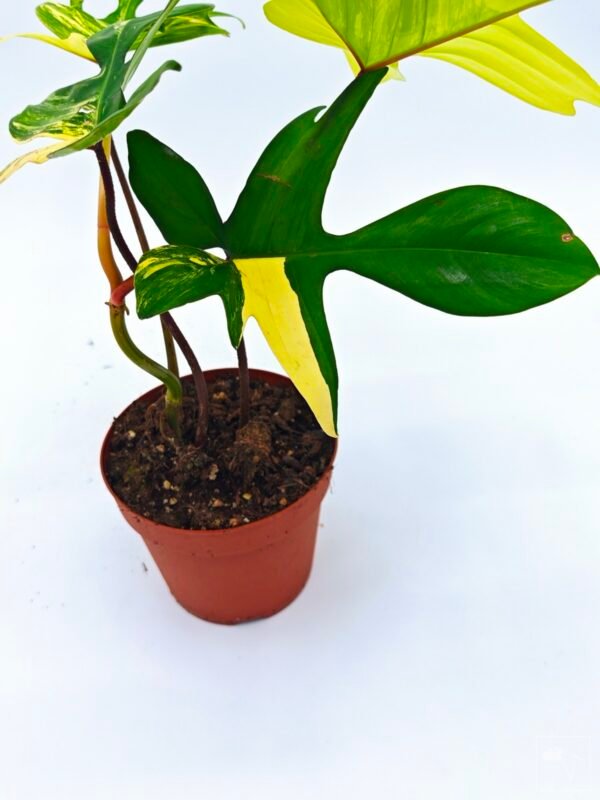 Philodendron Florida Beauty Variegata 4 - Imagen 2
