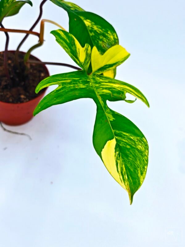 Philodendron Florida Beauty Variegata 4