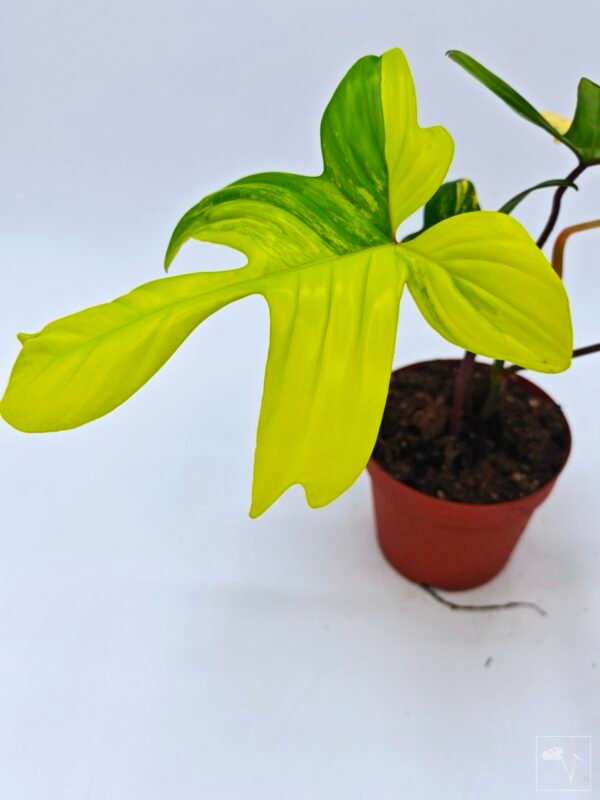 Philodendron Florida Beauty Variegata 4 - Imagen 4