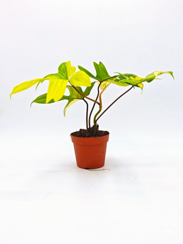 Philodendron Florida Beauty Variegata 4 - Imagen 5