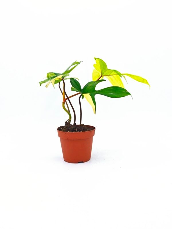 Philodendron Florida Beauty Variegata 4 - Imagen 6
