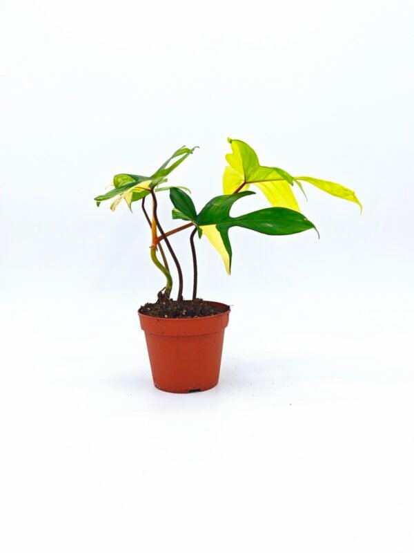 Philodendron Florida Beauty Variegata 4 - Imagen 7