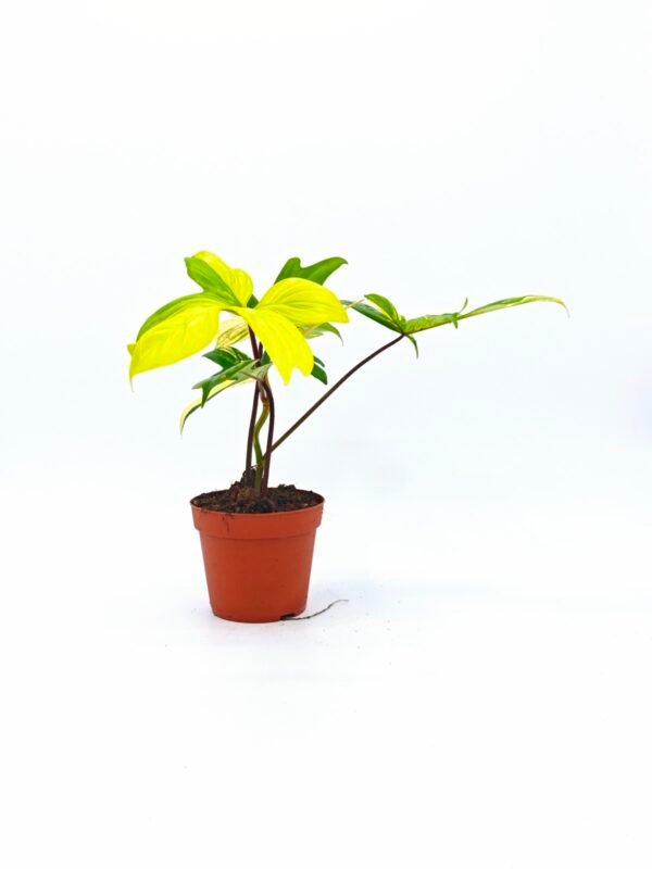 Philodendron Florida Beauty Variegata 4 - Imagen 8
