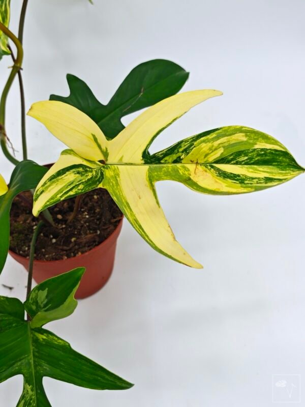 Philodendron Florida Beauty Variegata 5 - Imagen 3