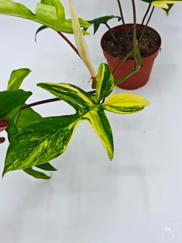 Philodendron Florida Beauty Variegata 5 - Imagen 4