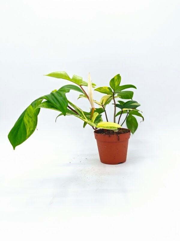 Philodendron Florida Beauty Variegata 5 - Imagen 5