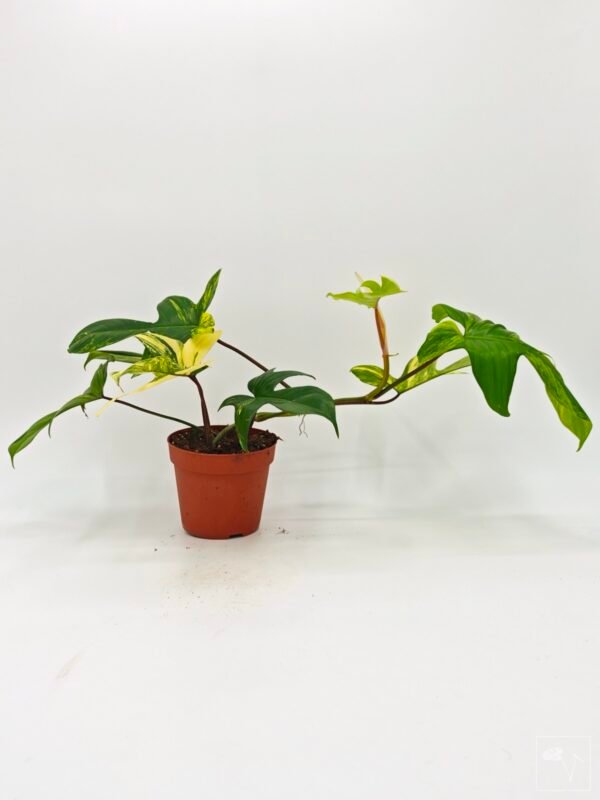 Philodendron Florida Beauty Variegata 5 - Imagen 6