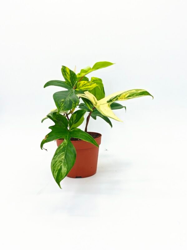 Philodendron Florida Beauty Variegata 5 - Imagen 7