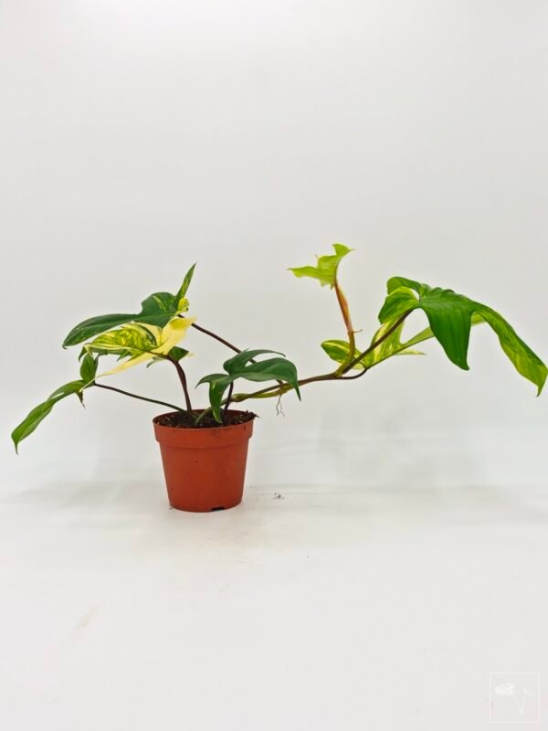 Philodendron Florida Beauty Variegata 5 - Imagen 8