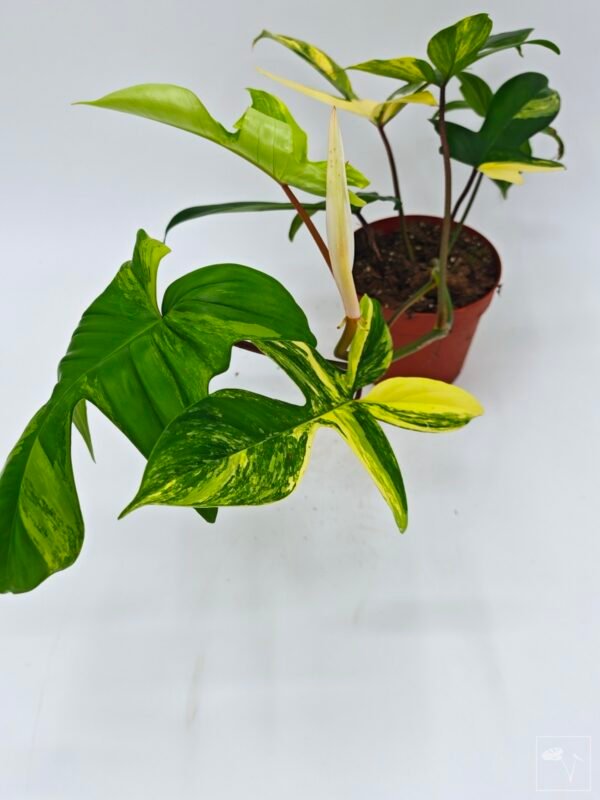 Philodendron Florida Beauty Variegata 5 - Imagen 9