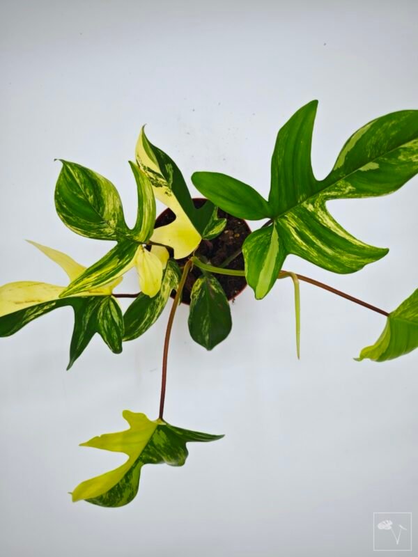Philodendron Florida Beauty Variegata 6