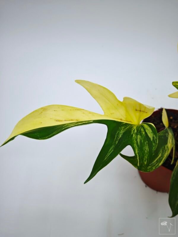 Philodendron Florida Beauty Variegata 6 - Imagen 3