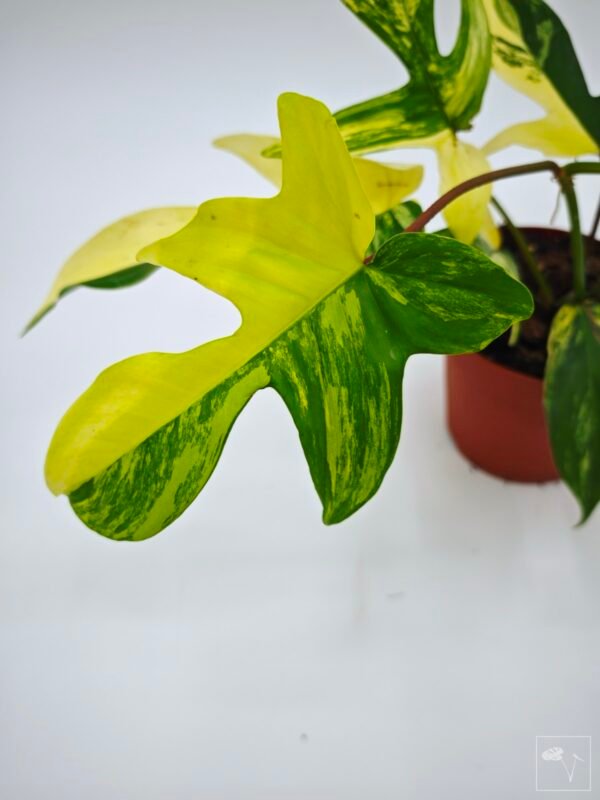 Philodendron Florida Beauty Variegata 6 - Imagen 4