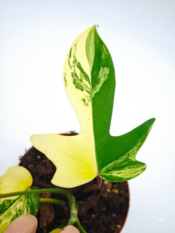 Philodendron Florida Beauty Variegata 6 - Imagen 5