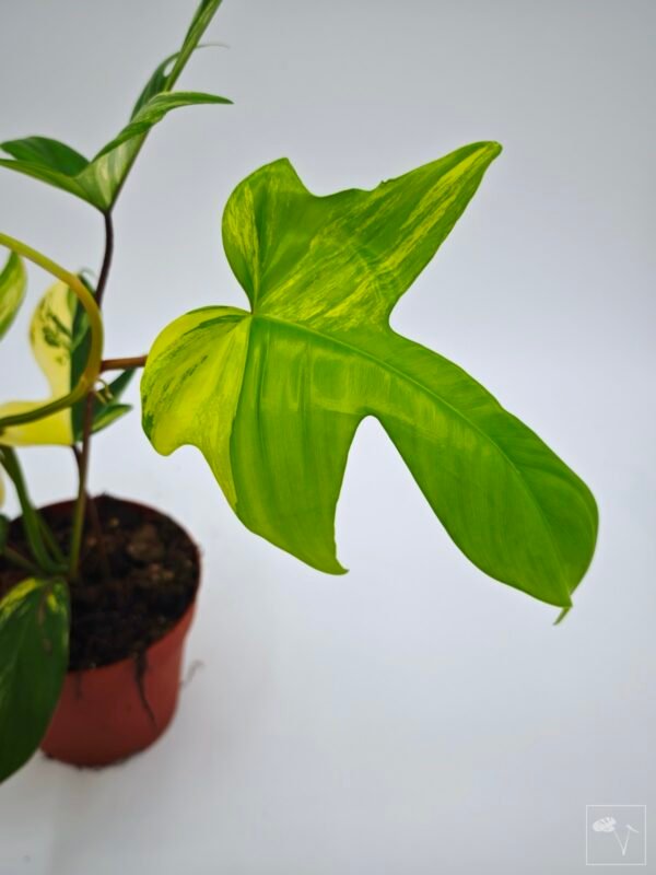 Philodendron Florida Beauty Variegata 6 - Imagen 6