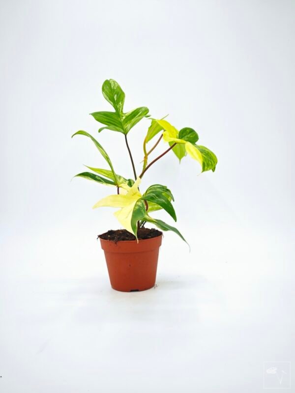 Philodendron Florida Beauty Variegata 6 - Imagen 7