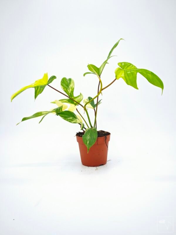 Philodendron Florida Beauty Variegata 6 - Imagen 8