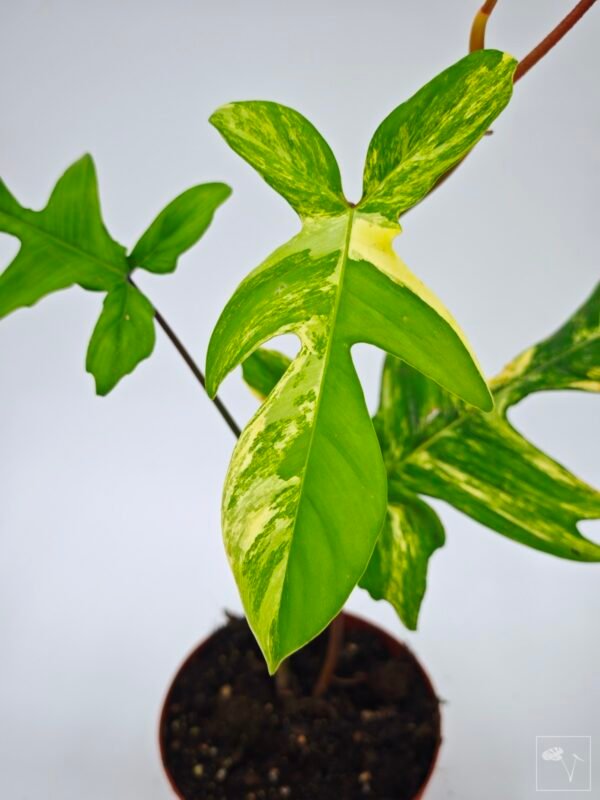 Philodendron Florida Beauty Variegata 7