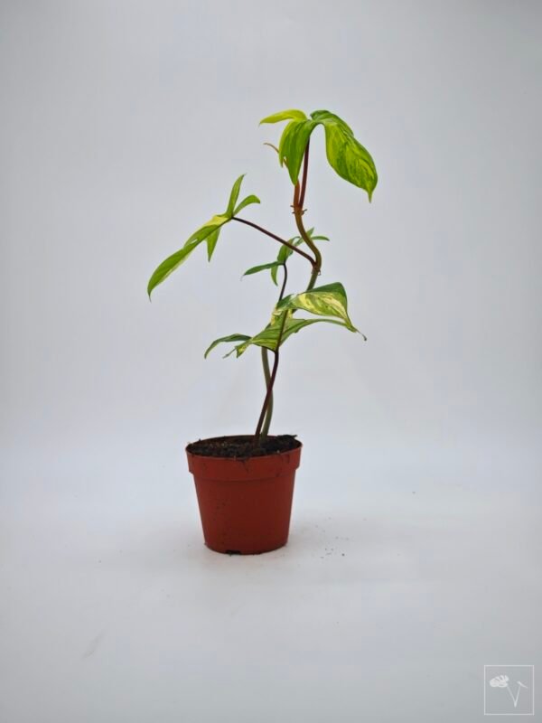Philodendron Florida Beauty Variegata 7 - Imagen 3