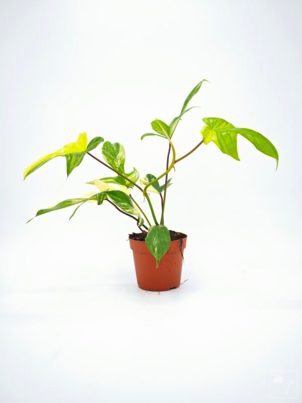 Philodendron Florida Beauty Variegata 7 - Imagen 4