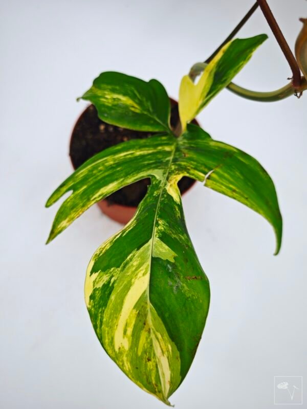 Philodendron Florida Beauty Variegata 7 - Imagen 5