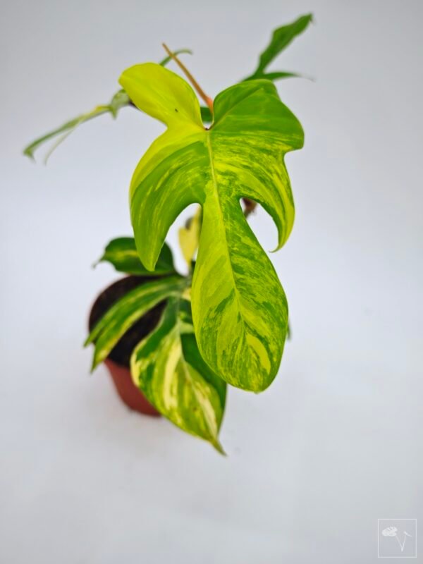 Philodendron Florida Beauty Variegata 7 - Imagen 6