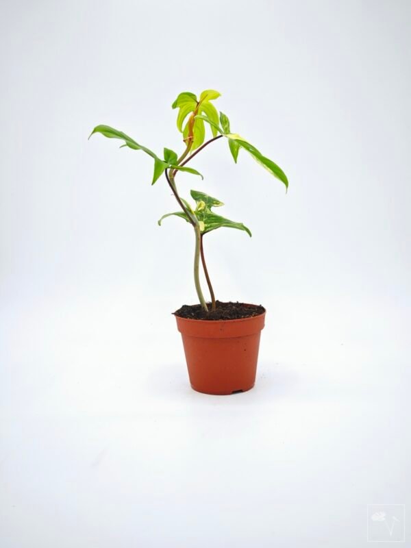 Philodendron Florida Beauty Variegata 7 - Imagen 7