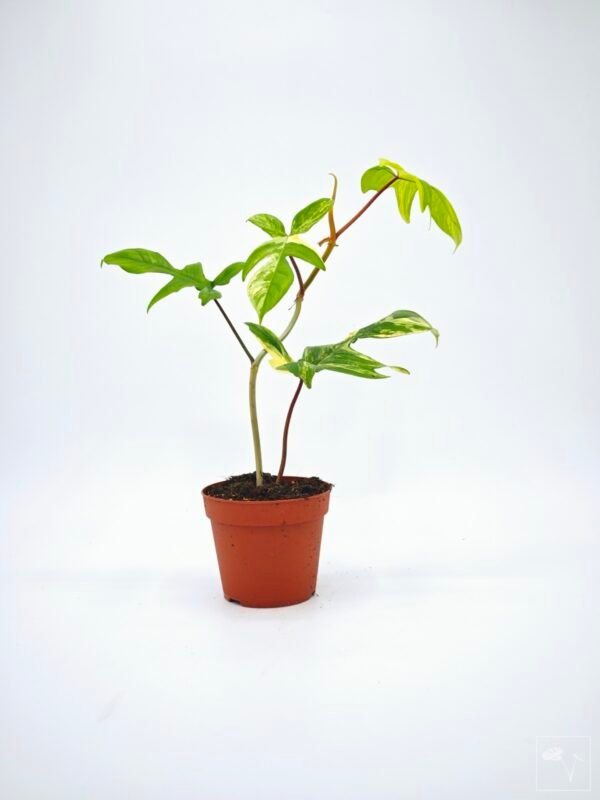 Philodendron Florida Beauty Variegata 7 - Imagen 8