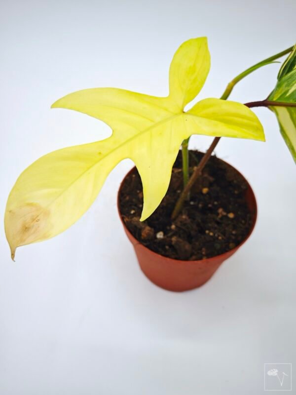 Philodendron Florida Beauty Variegata 8 - Imagen 4