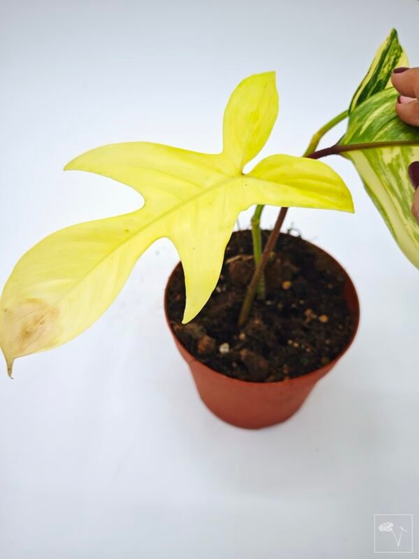 Philodendron Florida Beauty Variegata 8 - Imagen 5