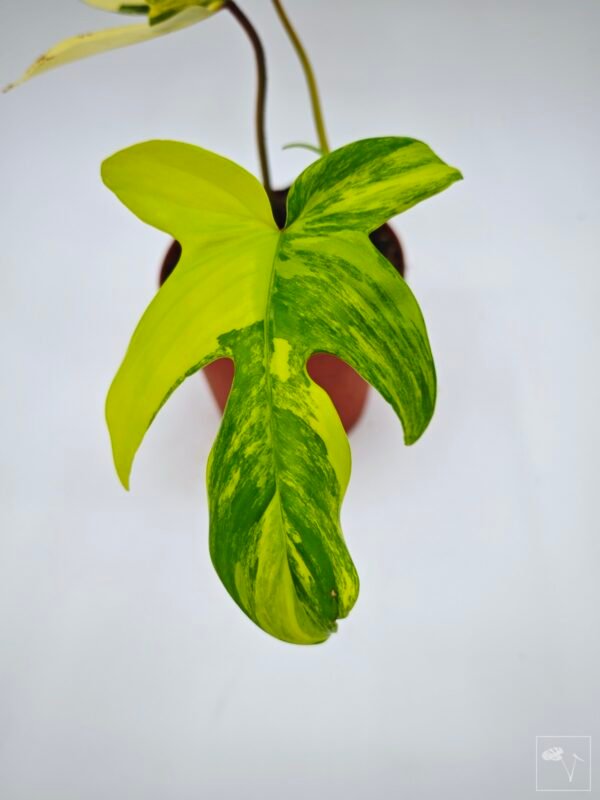 Philodendron Florida Beauty Variegata 8 - Imagen 6