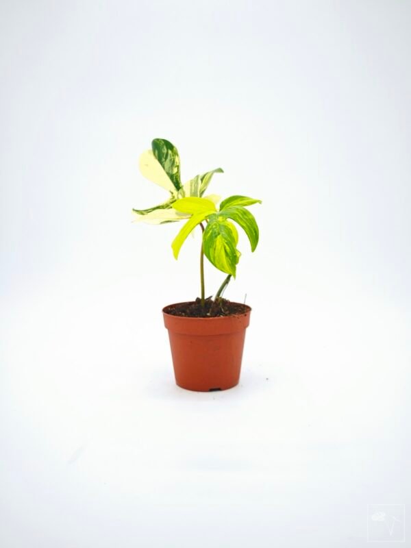Philodendron Florida Beauty Variegata 8 - Imagen 7