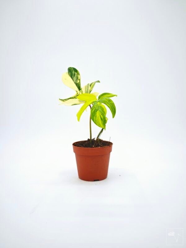 Philodendron Florida Beauty Variegata 8 - Imagen 8