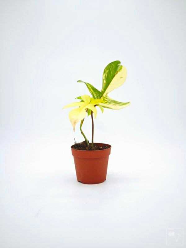 Philodendron Florida Beauty Variegata 8 - Imagen 9